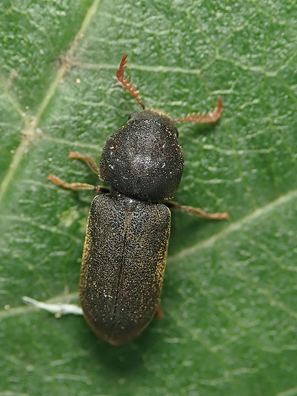 da identificare: Bostrichidae ? No, Anobiidae: Ptilinus fuscus, femmina